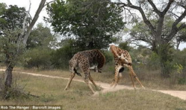 长颈鹿视频,揭秘它们的生活与习性
